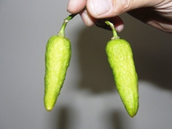 Biber mi, Limon mu?