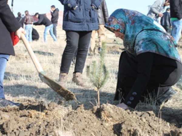 30 Bin Çam Fidanı Dikildi
