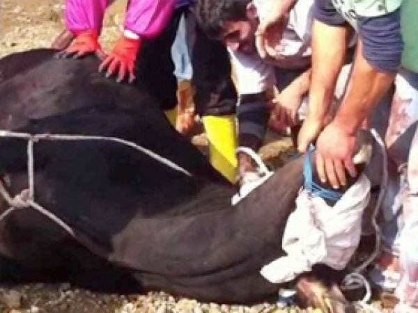 Kurban Kestiğimiz Yere Dikkat!