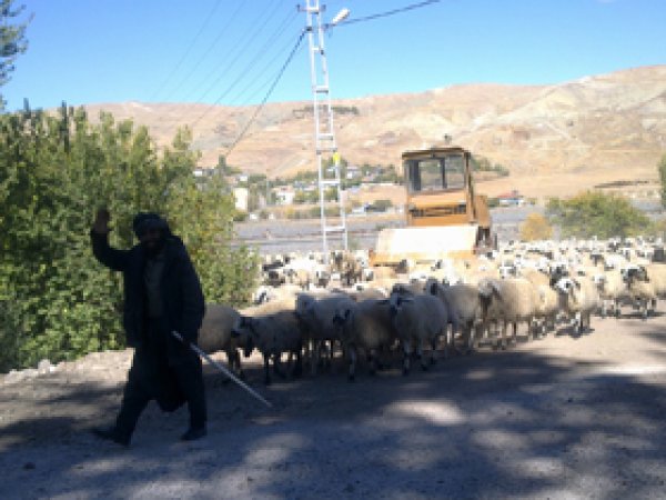 Koçerler Dönmeye Başladı