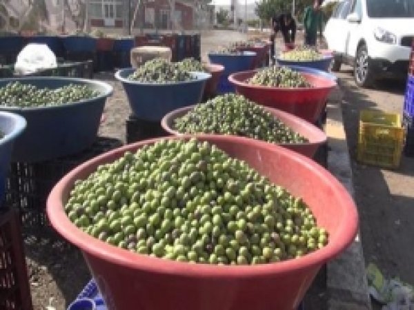 Kışlık Zeytin Hazırlama Mevsimi Başladı 