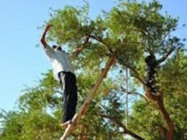 Zeytinde Hasat Başladı 
