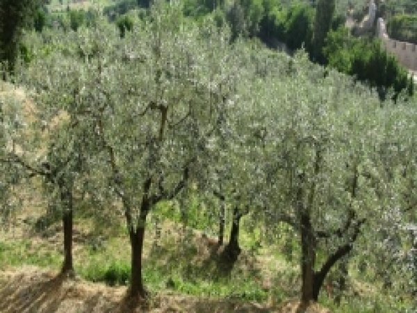 Manisa Zeytin Üretiminde Birinci 