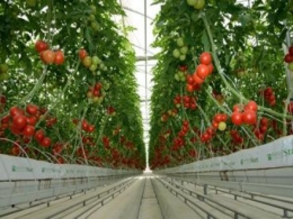 'Çöp Enerji'den Domates Hasadı