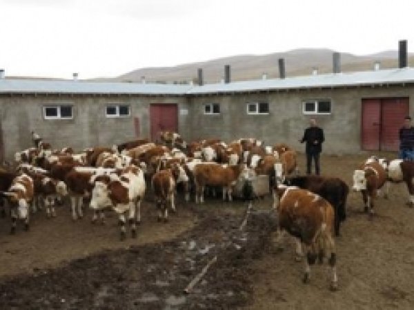 11 Hayvancılık Projesine 2 Milyon 124 Bin TL Hibe  