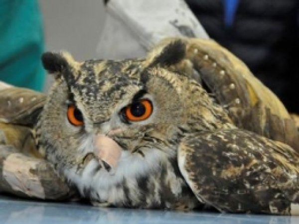 Yaralı Baykuşa Medikal Tedavi 