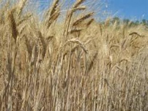 Borsa'da Mercimek Ve Buğday İhalesi Yapıldı  