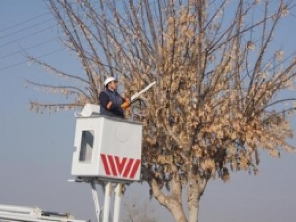Karatay'da Ağaçlar Budanıyor  