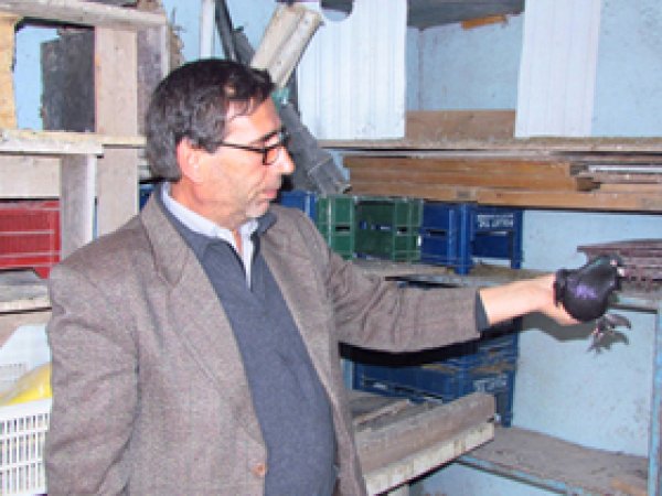 Siverek'te 73 Adet Güvercin Çalındı