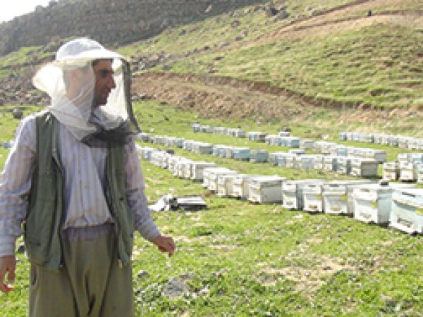 Arıcılar Cizre'yi Tercih Ediyor
