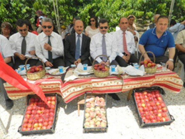 Tarsus'ta Şeftali Nektarı Hasadı Yapıldı