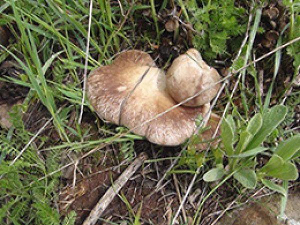 Mantar Etten Daha Pahalı 