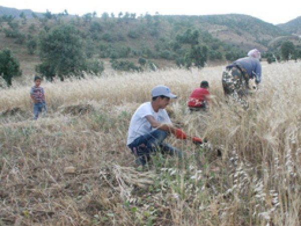 Ekinler Biçilmeye Başlandı