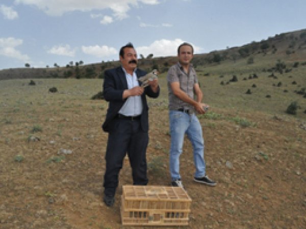 Yetiştirdiği Kekliklerini Doğaya Saldı