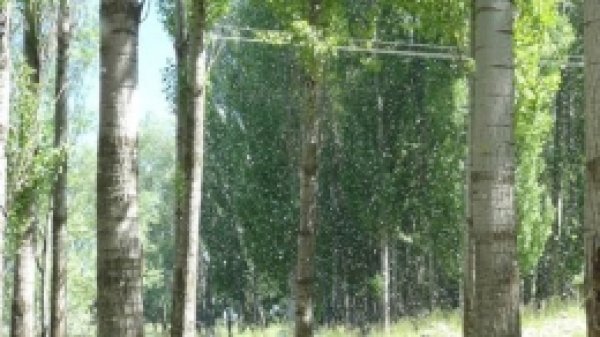 Kavak Ağacı Poleni Hastalık Üretiyor