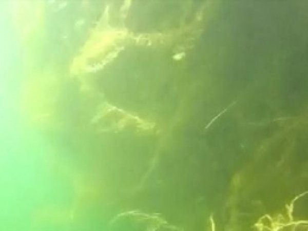 Yüzen Adaların Merak Edilen Su Altı Görüntüleri