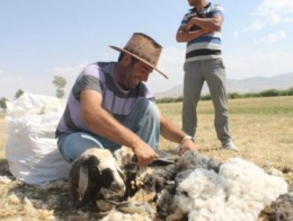 Van'da Kuzu Kırkma Zamanı
