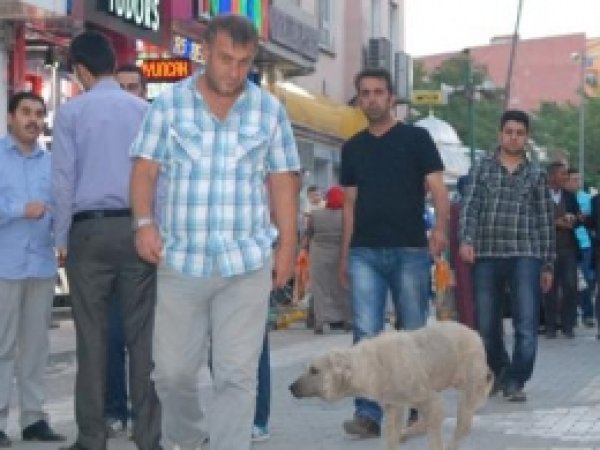 Ağrılılar Başıboş Köpeklerden Rahatsız 