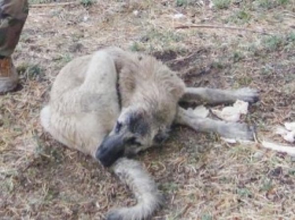 Onlarca Köpeğin Öldüğü Köyde Bulaşıcı Hastalık Riski