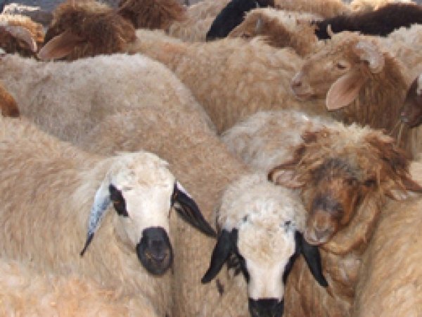 Ceylanpınar'da Kaçak Koyunlara El Konuldu 