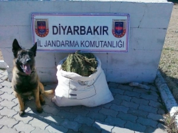 Diyarbakır'da 1.5 Ton Kubar Esrar Ele Geçirdi 