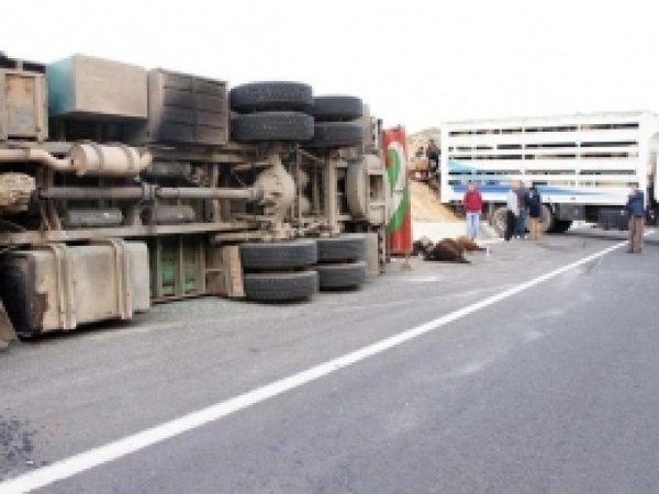 Hayvan Yüklü Kamyon Kaza Yaptı 3 Yaralı 
