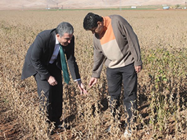 Mardin'de Soya Fasulye Hasadına Başlandı 