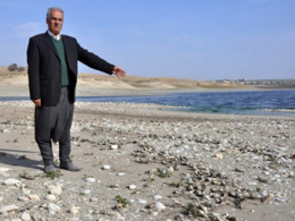 Kahta'da Ölen Binlerce Balık Kıyıya Vurdu