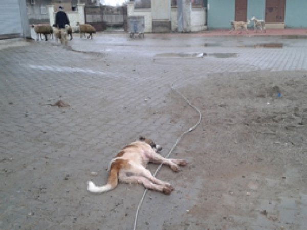 Bismil’de kopan elektrik telleri tehlike saçıyor