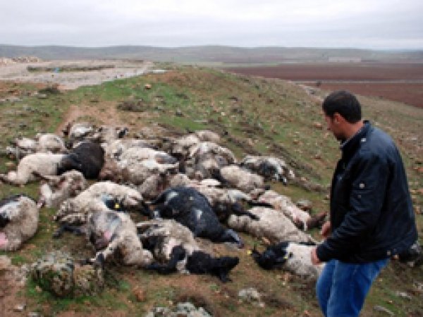 Midyat'ta 45 Koyun Telef Oldu