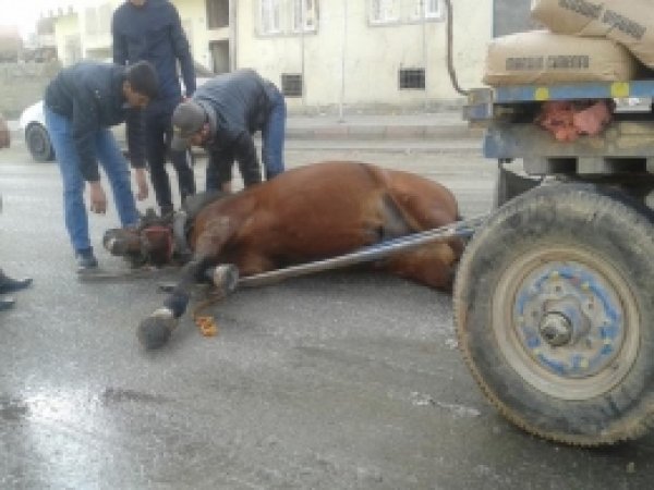 Buzlanma ve Ağır Yük Atı Öldürüyordu 