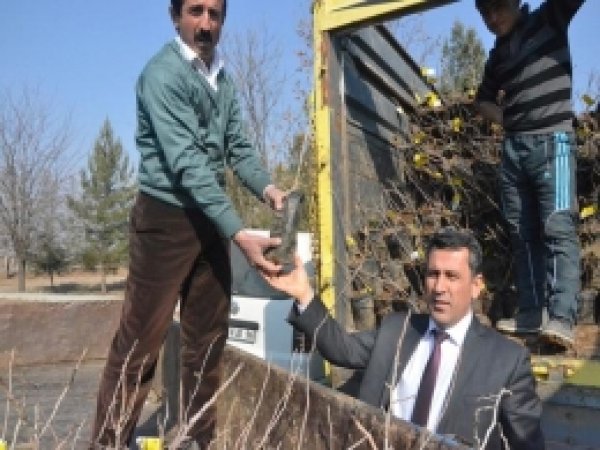 Batman'da 125 Bin Adet Fidan Dağıtıldı 