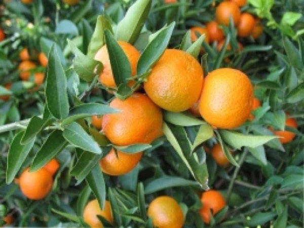 Narenciye Çalıştayı Adana'da Yapılacak 