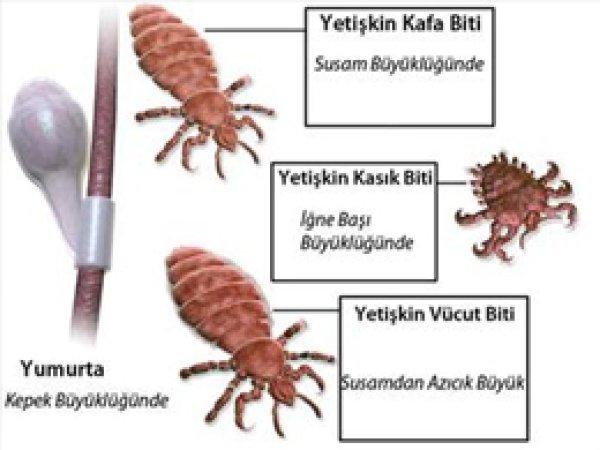 Bitler de Mutasyona Uğradı 