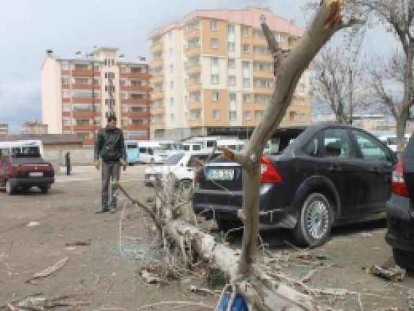 Van'da Fırtına Ağaç Devirdi 