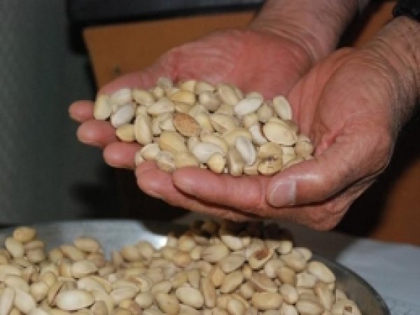 Şanlıurfa Ticaret Borsasında Fıstık İhalesi   