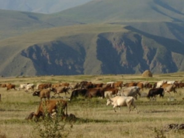 Bingöl'de 38 Mera ve Yayla Kiraya Çıkardı 