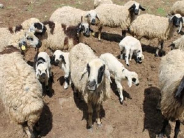 Canlı Hayvan Ve Hayvansal Ürün Fiyatları Açıklandı 
