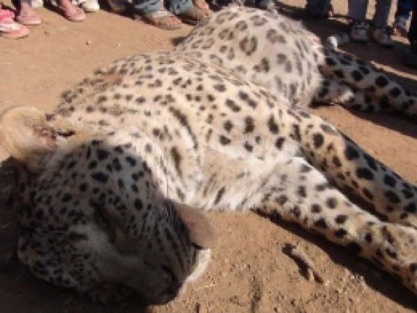 Leopar Davası Görülmeye Başlandı 
