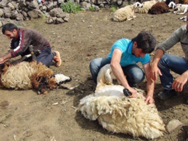 Havaların Isınmasıyla Hayvan Kırpma İşlemi Başladı 