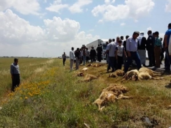 Çoban ve Sürüsünü Ezen Kamyon Şoförü Teslim Oldu 