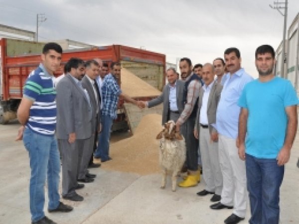 Kızıltepe'de İlk Buğday Hasadı Yapıldı 