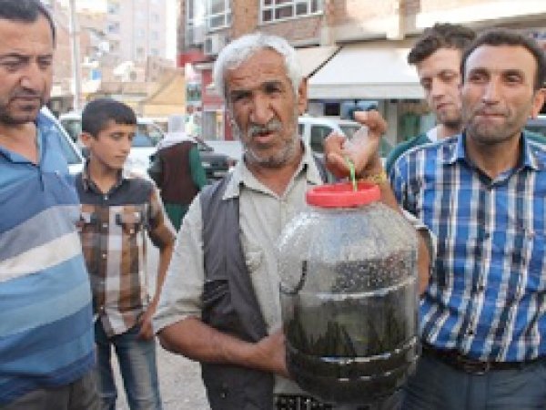 Sülük Satarak Seçimini Sağlıyor