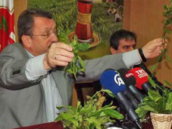 ÇAYKUR, Çay Alım Miktarını Açıkladı 
