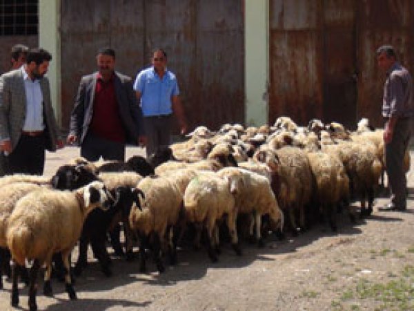 Kuzu Satış Sezonu Başladı 
