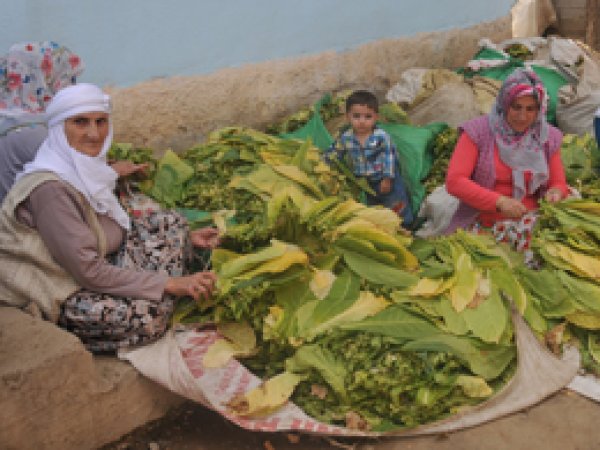 Muş'ta Yılda Bin 800 Ton Tütün Üretimi