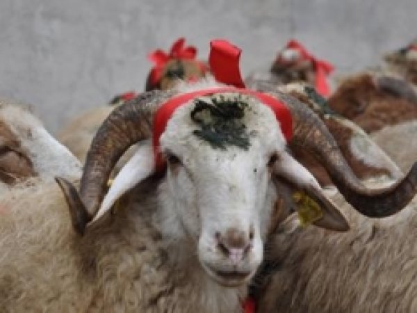 Kurban Kesim Fiyatları Belli Oldu 