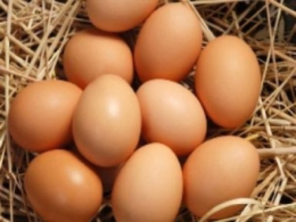 Yumurta Üretim Miktarı Azaldı 
