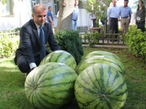 Diyarbakır'da Karpuz Festivali Düzenlenecek 