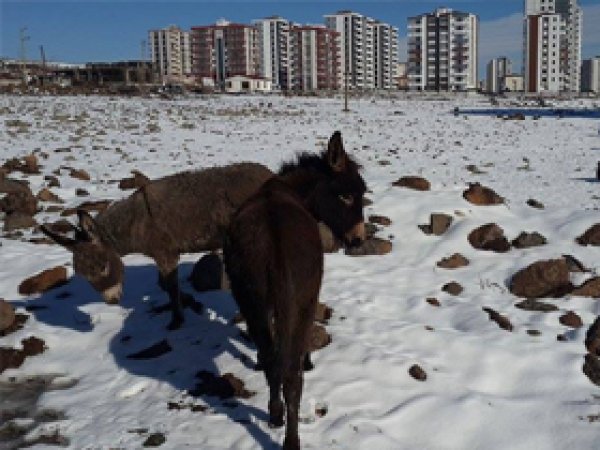 Hayvanlar ölüme terk edildi